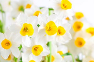 Fotooboi Cvety (127)